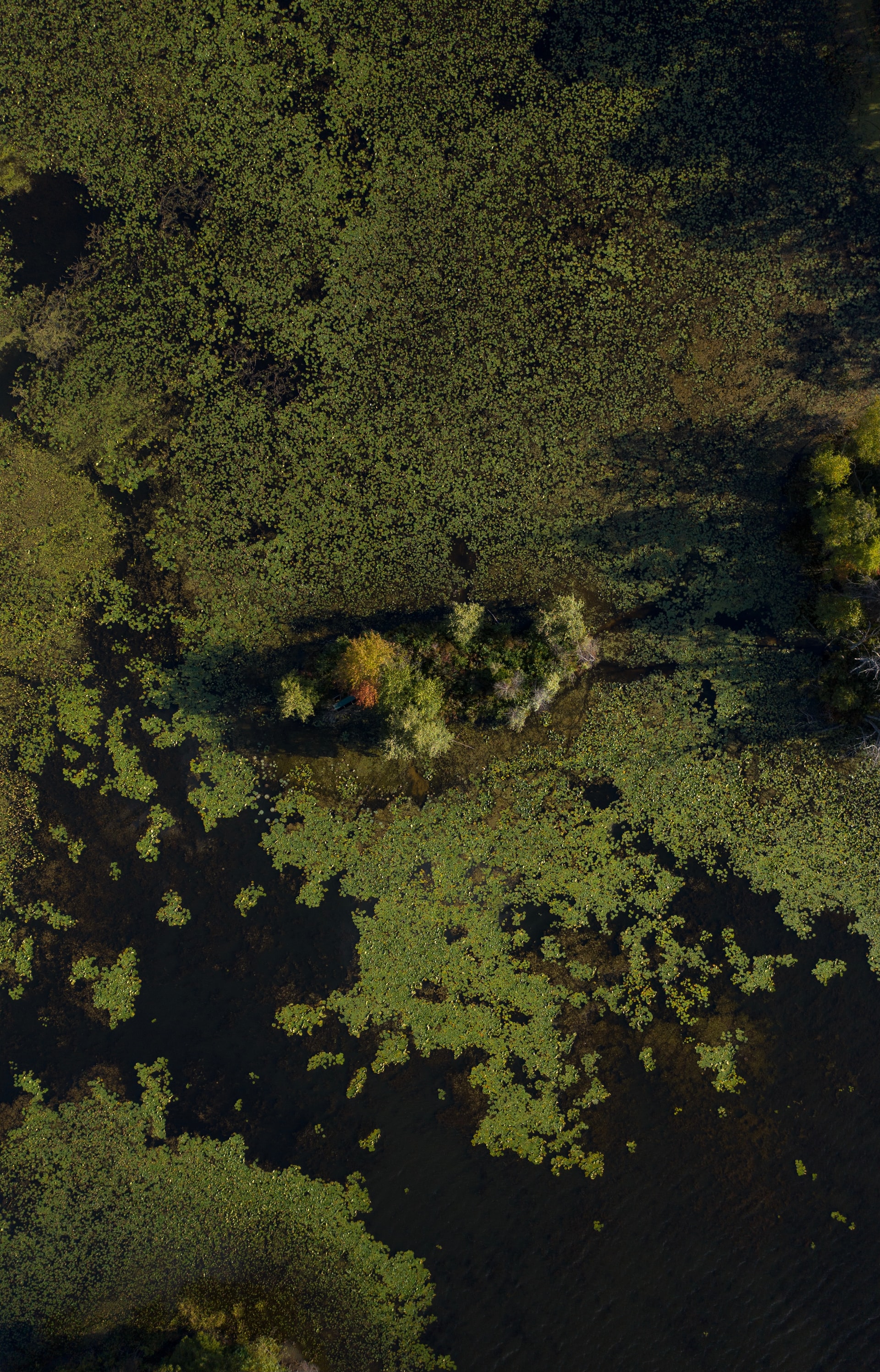 Aerial view of a swamp
