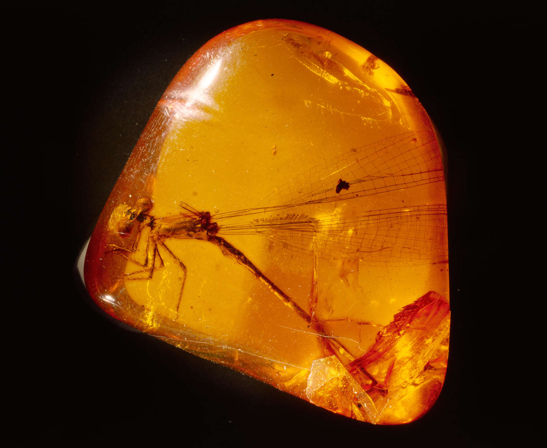 Amber In Science - A Fossilized Time Capsule