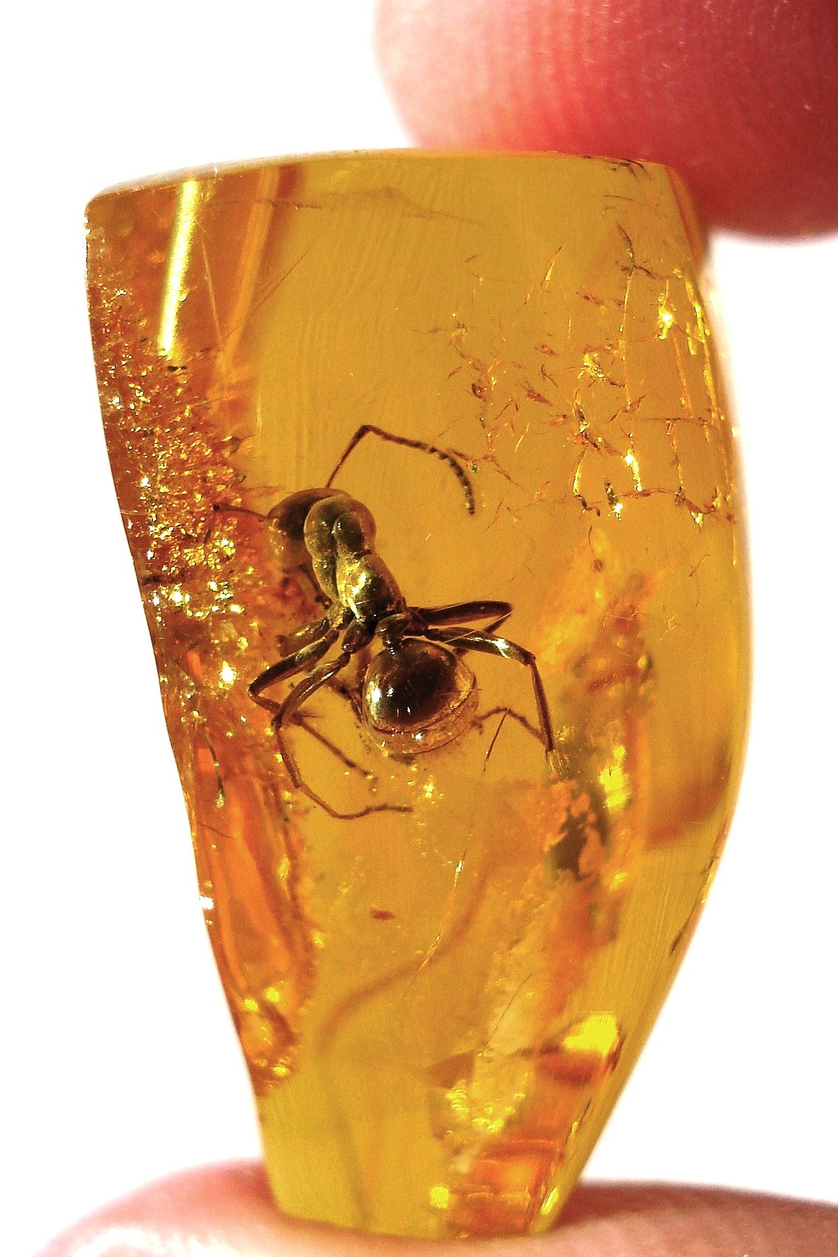 Spider in amber