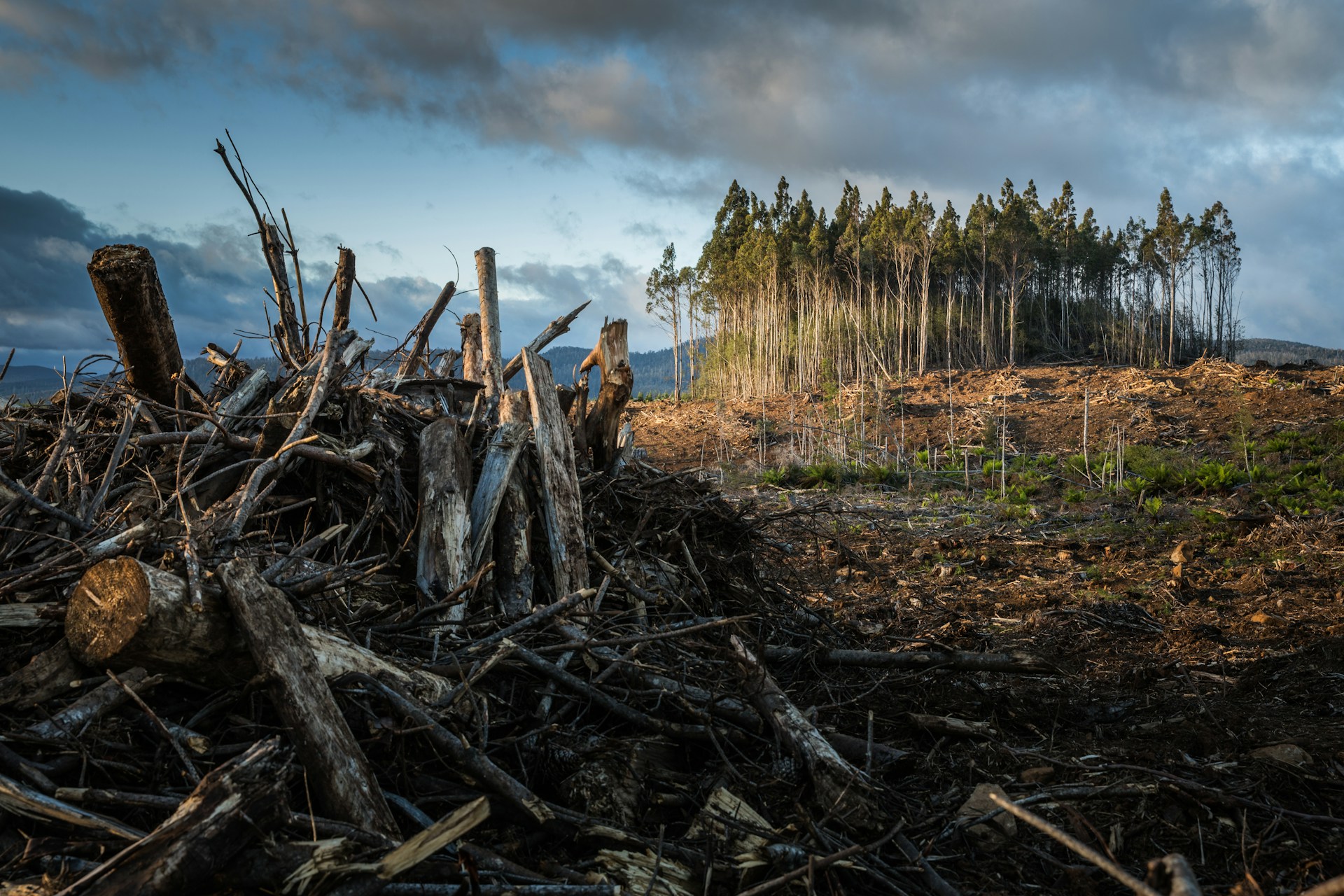Proving Habitat Impact - How Coastal Projects Move From Good Deeds To Measured Outcomes